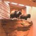 Head Smashed In Buffalo Jump